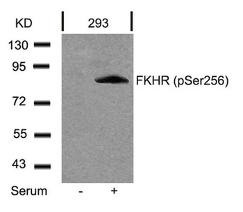 FOXO1 Antibody
