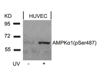 PRKAA1/PRKAA2 Antibody