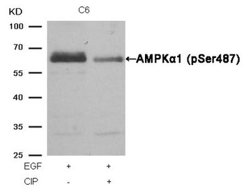 PRKAA1/PRKAA2 Antibody