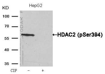 HDAC2 Antibody