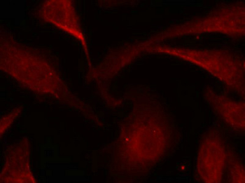 RELA Antibody