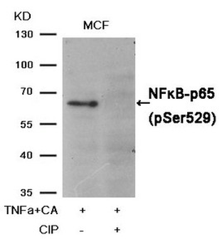 RELA Antibody