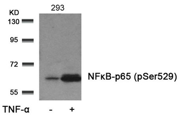 RELA Antibody