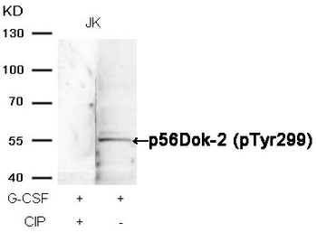 DOK2 Antibody