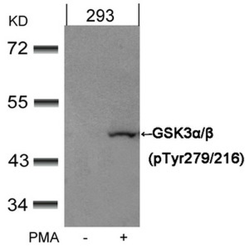 GSK3A/GSK3B Antibody