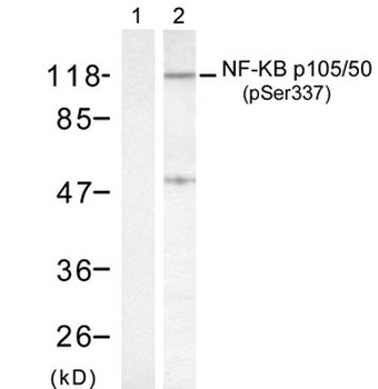 NFKB1 Antibody