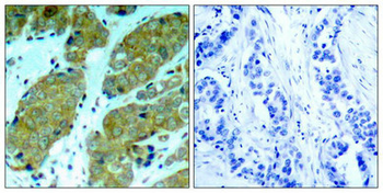 MTOR Antibody