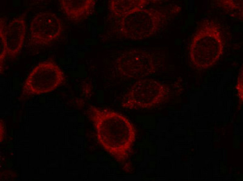 MTOR Antibody