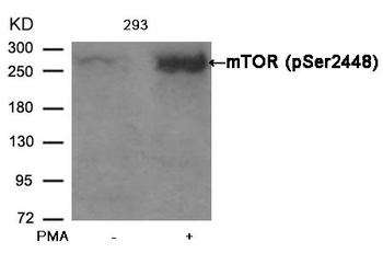MTOR Antibody