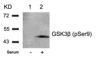 GSK3B Antibody