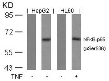 RELA Antibody