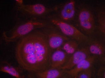 RELA Antibody