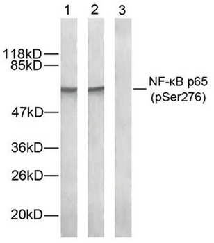 RELA Antibody