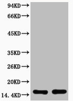 HIST1H3A/HIST2H3A/H3F3A Antibody