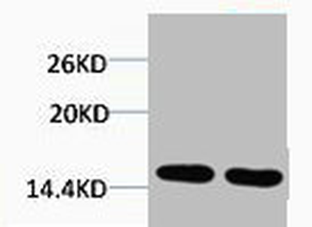 HIST1H2BA/HIST1H2BB/HIST1H2BC Antibody