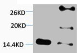 HIST1H2BA/HIST1H2BB/HIST1H2BC Antibody