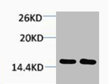 HIST1H2BA/HIST1H2BB/HIST1H2BC Antibody
