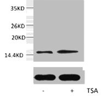 HIST1H2BA/HIST1H2BB/HIST1H2BC Antibody