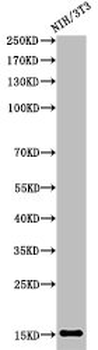 H2BFS Antibody
