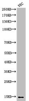 H2BFS Antibody