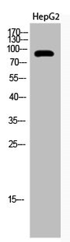 KAT2B Antibody