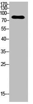 KAT2B Antibody