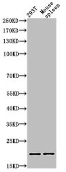 HIST1H3A/HIST2H3A/H3F3A Antibody