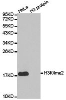 HIST3H3 Antibody