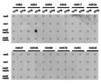 HIST3H3 Antibody