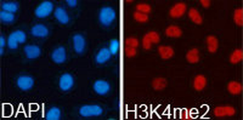 HIST3H3 Antibody