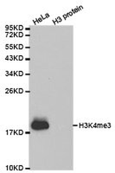 HIST3H3 Antibody