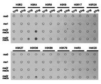 HIST3H3 Antibody
