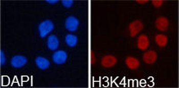 HIST3H3 Antibody