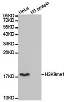 HIST3H3 Antibody