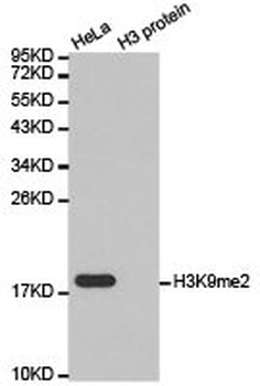 HIST3H3 Antibody
