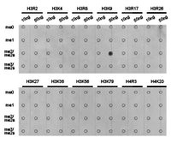 HIST3H3 Antibody
