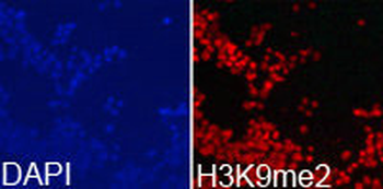 HIST3H3 Antibody