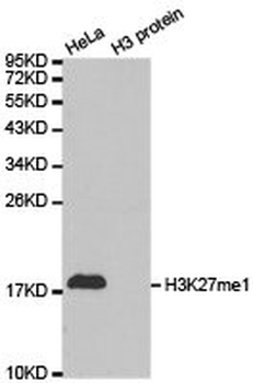 HIST3H3 Antibody