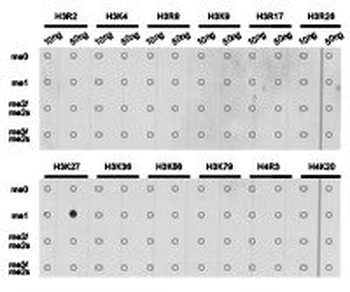 HIST3H3 Antibody