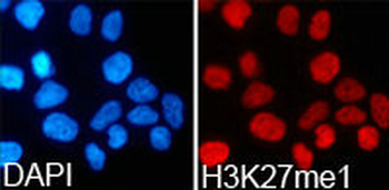 HIST3H3 Antibody