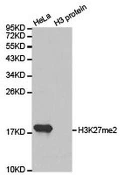 HIST3H3 Antibody