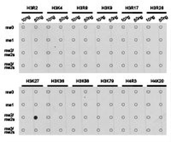 HIST3H3 Antibody