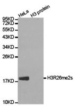 HIST3H3 Antibody
