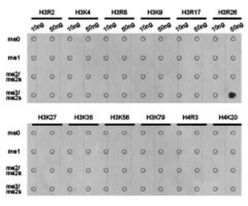 HIST3H3 Antibody