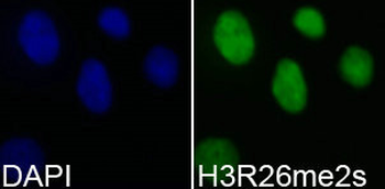 HIST3H3 Antibody