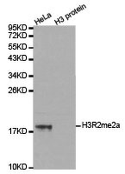 HIST3H3 Antibody