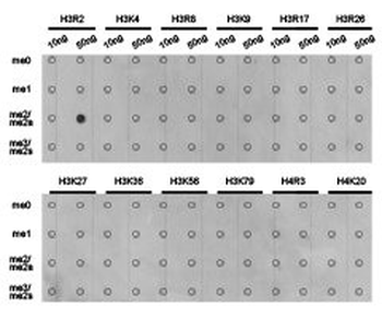 HIST3H3 Antibody