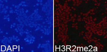 HIST3H3 Antibody