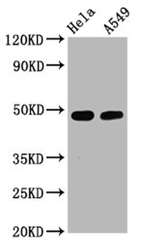 GATA3 Antibody