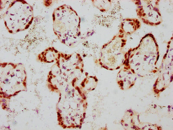 GATA3 Antibody